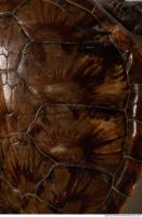 turtle skin 0002